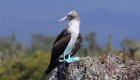 Blue footed booby bird perched on a tree stump