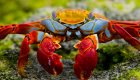 Close up of a sally light footed crab on rocks with green