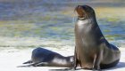 sea lions in the Galapagos