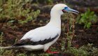 Bird in the Galapagos Islands