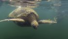 A sea turtle gliding through the clear water alongside a snorkeler during a memorable encounter on a Galapagos Islands trip.