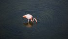 A bright pink flamingo wading in dark rippling water while feeding, a wildlife sighting on a Galapagos family vacation.