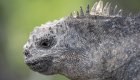 Up close of an iguanas head in the Galapagos