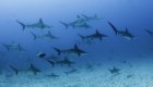 hammerhead sharks in Galapagos