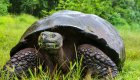 Close up of a giant Galapagos Land Tortoise eating grass 