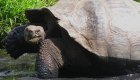 Up close shot of a Giant Galapagos Land Tortoise eating grass