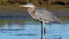 Great blue heron standing in the water 