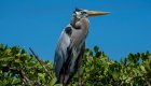 A great blue heron perched in a tree on a sunny day