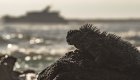 Iguana perched on a sun soaked rock with a cruise ship passing by in the background