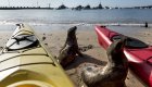 A sea lion in between a yellow and red kayak on the coast of the Galapagos Islands