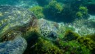 A sea turtle underwater in the Galapagos surrounded by green algae 