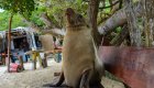 Sea lion sitting on a bench on a busy beach in the Galapagos