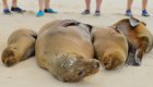 Four sea lions sleeping on a white sand beach with peoples feet in the background