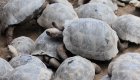 A group of tortoises laying on top of one another in the Galapagos