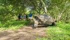 A group of people admiring a giant Galapagos land tortoise eating in the grass on a sunny day