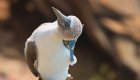 Galapagos Blue-Footed boobie