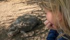 girl looking at Tortoise in galapagos