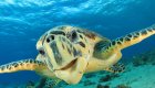 Hawksbill Turtle Galapagos Islands