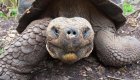 Up close shot of a Giant Galapagos Land Tortoise looking at the camera