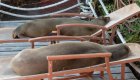 Galapagos sea lions lounging on beach chairs 