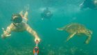 tip top ii - snorkeling with sea turtles