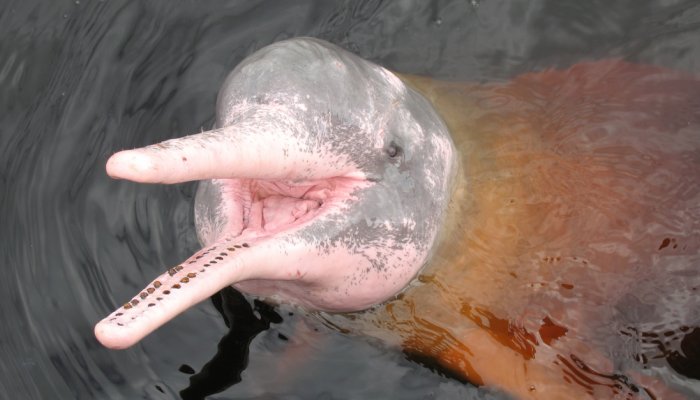 AMAZON RIVER DOLPHIN, PINK DOLPHIN