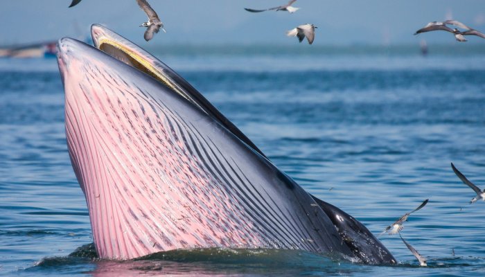 BRYDE'S WHALE 