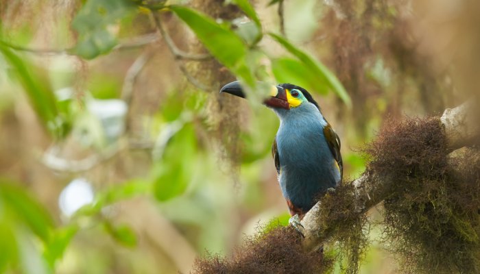 PLATE-BILLED MOUNTAIN-TOUCAN