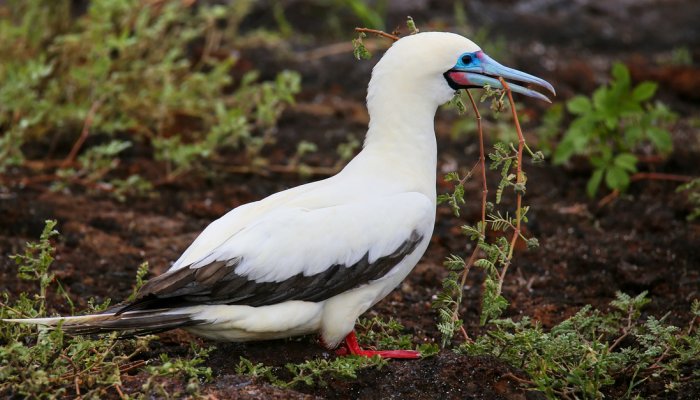 Red-footed booby 