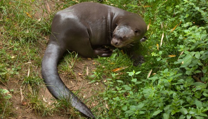 SOUTH AMERICAN OTTER, GIANT RIVER OTTER