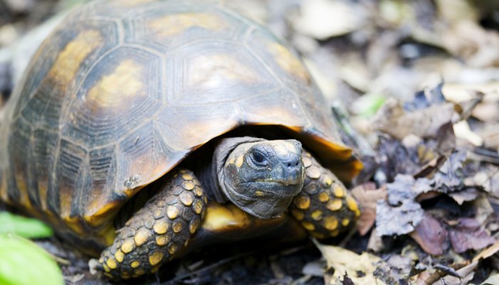 SOUTH AMERICAN YELLOW-FOOTED TORTOISE
