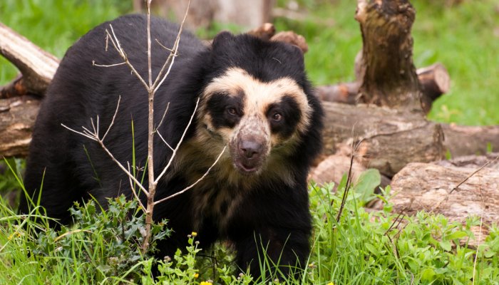 SPECTACLED BEAR