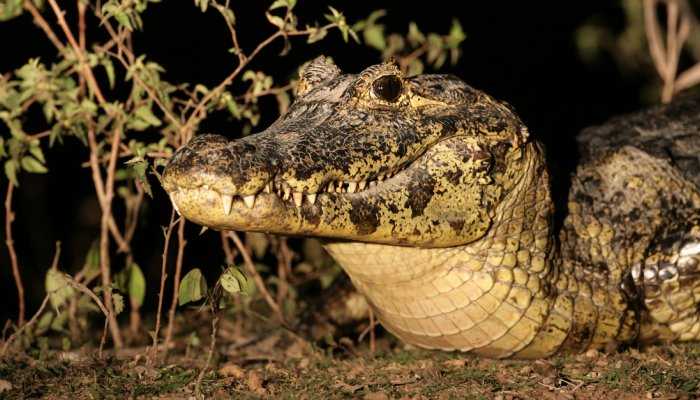 SPECTACLED CAIMAN