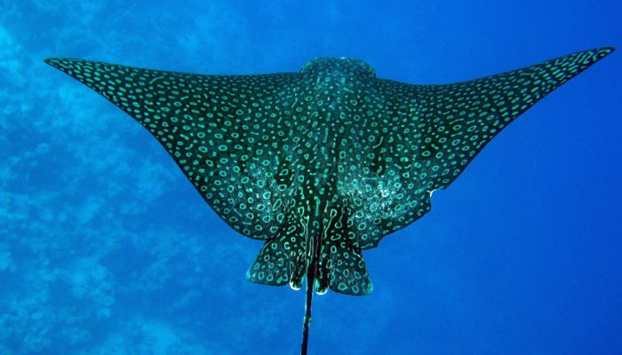 SPOTTED EAGLE RAY 